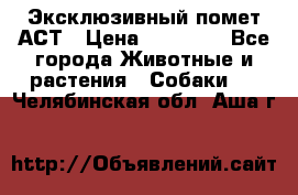 Эксклюзивный помет АСТ › Цена ­ 30 000 - Все города Животные и растения » Собаки   . Челябинская обл.,Аша г.